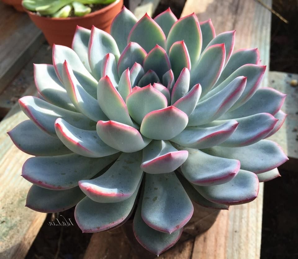 echeveria pink edge guia completa