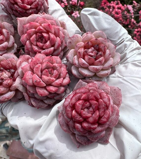 echeveria pink pearl guia completa