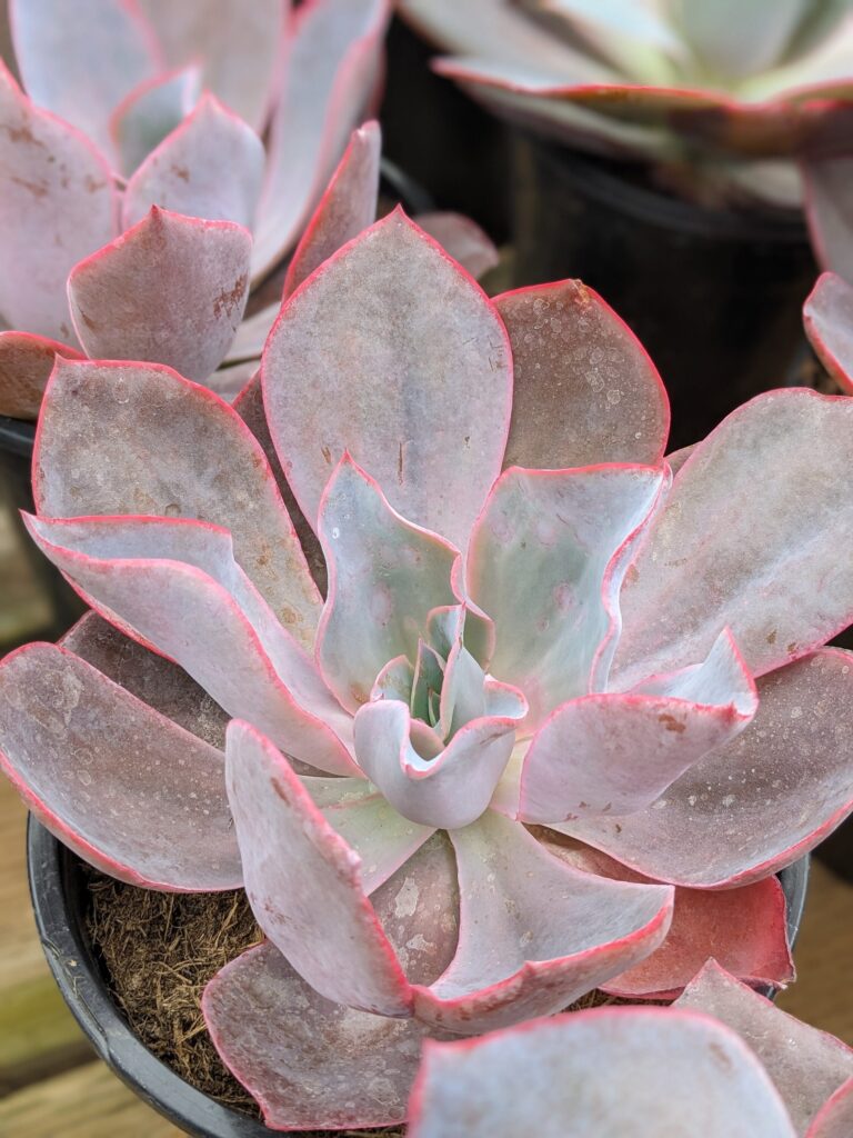 echeveria purple afterglow guia completa