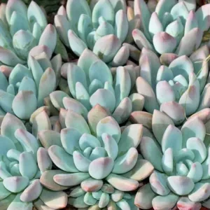 echeveria purple pearl guia completa