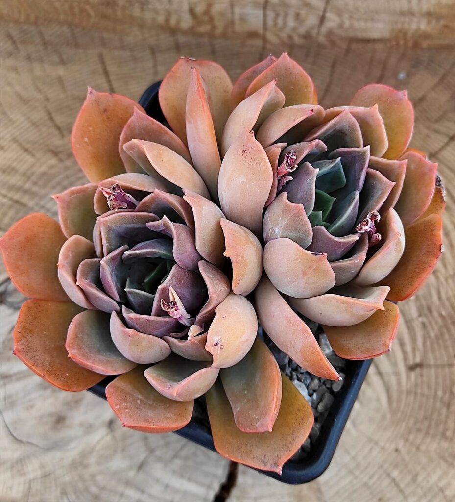 echeveria purple queen todo lo que debes saber