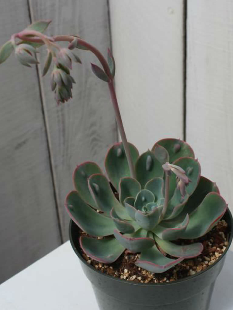 echeveria raindrops guia completa