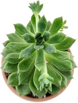 echeveria ramillette guia completa