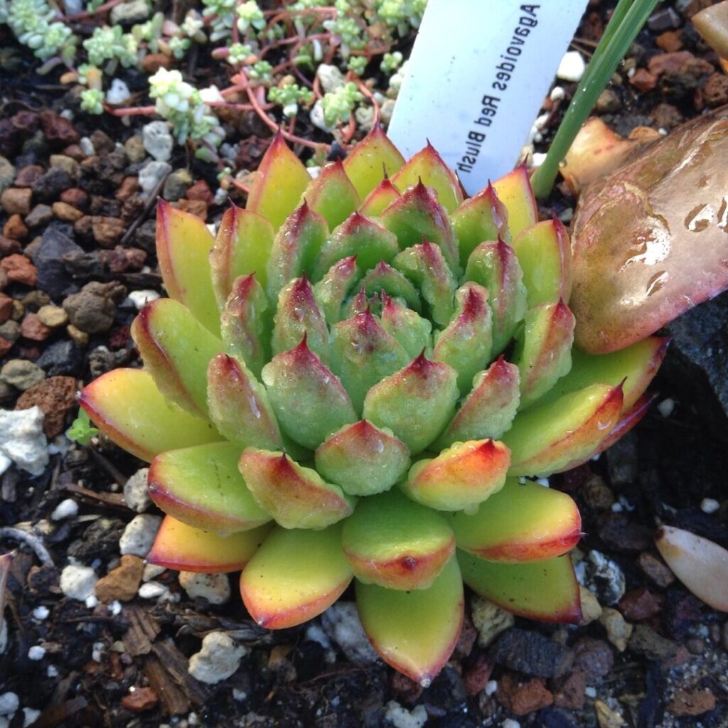 echeveria red edge guia completa