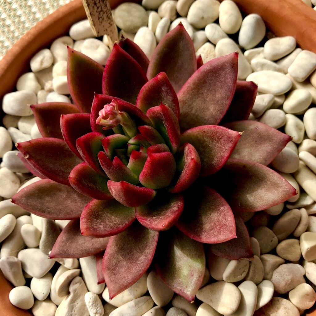 echeveria red gilva guia completa