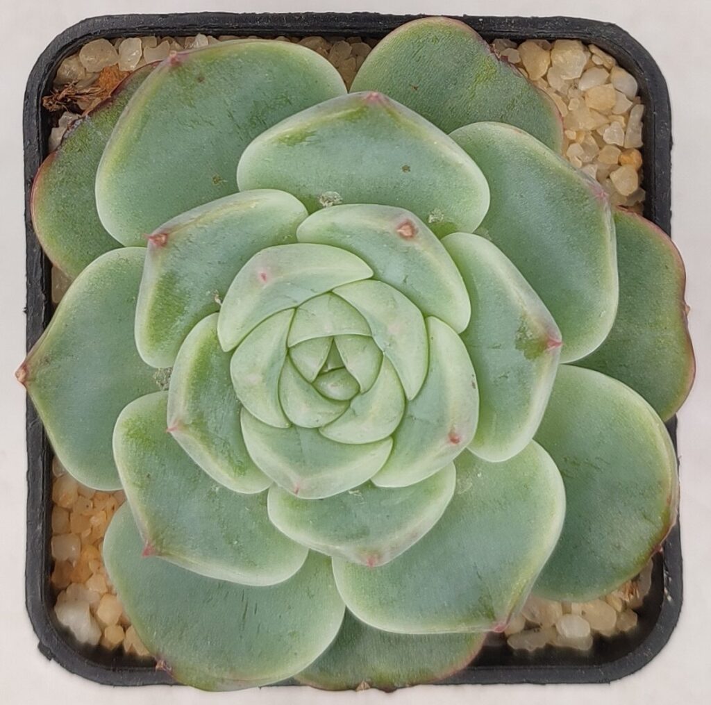 echeveria red velvet guia completa