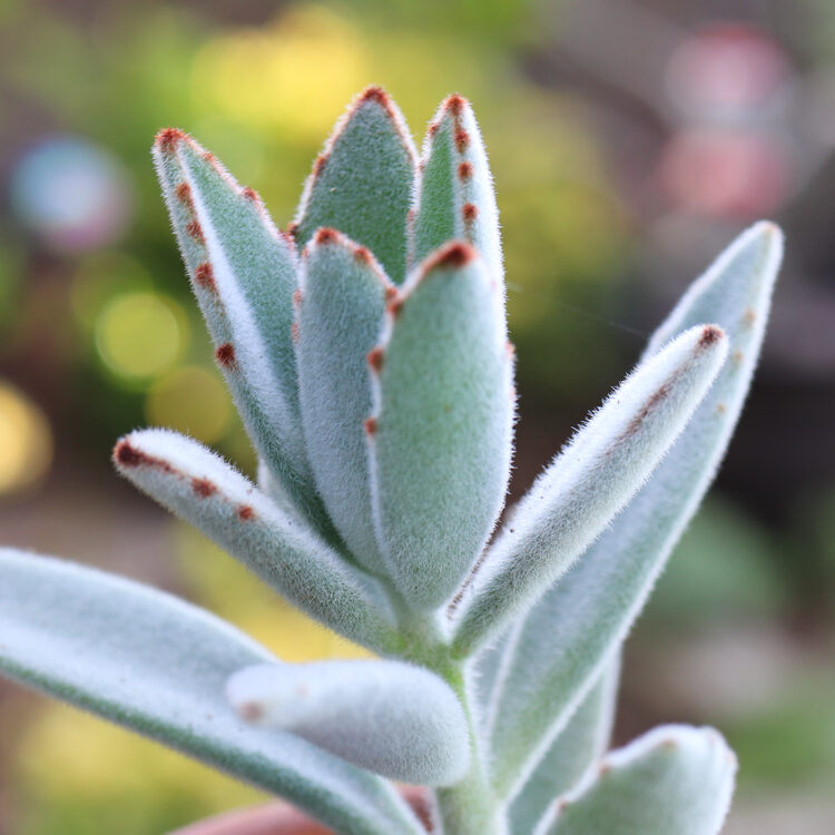 echeveria rhubarb and custard guia completa