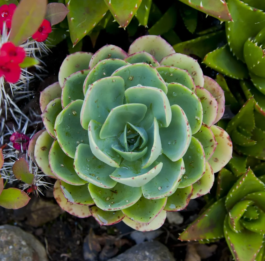 echeveria robusta guia completa