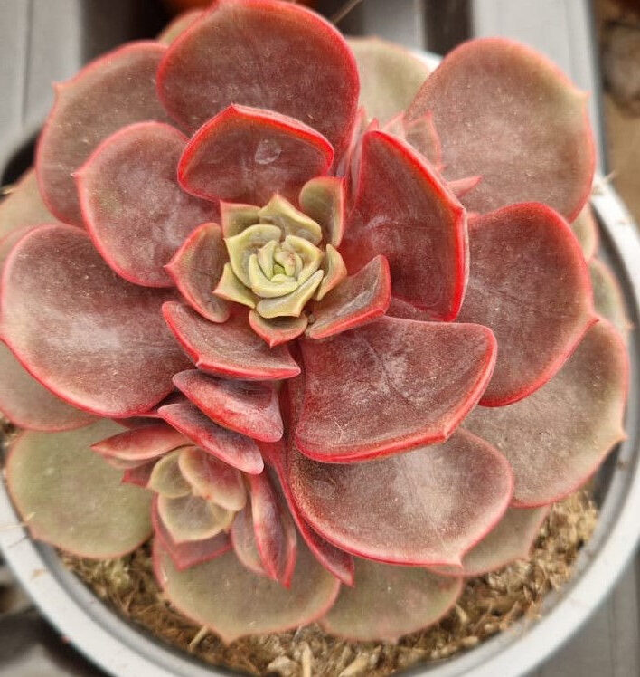 echeveria roma guia completa