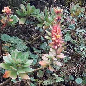 echeveria rosea guia completa