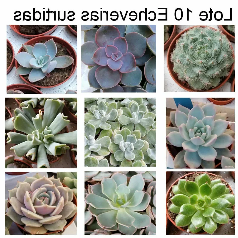 echeveria rosy guia completa