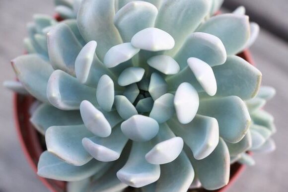 echeveria round leaf guia completa