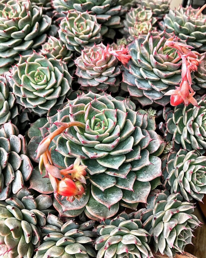 echeveria roundleaf guia completa