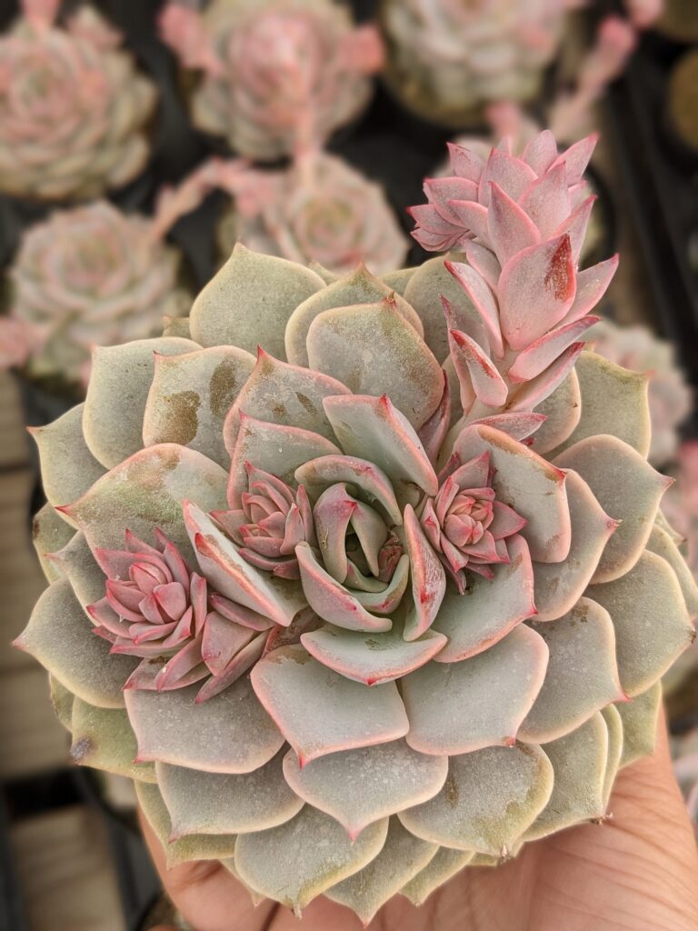 echeveria sapphire guia completa