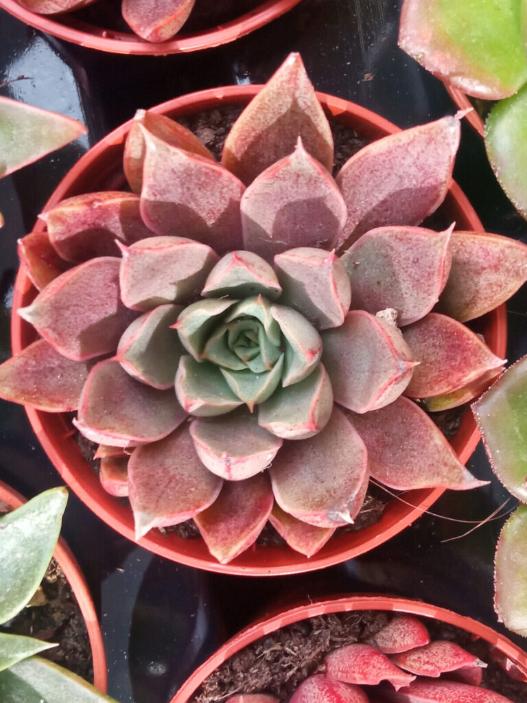 echeveria saturn guia completa