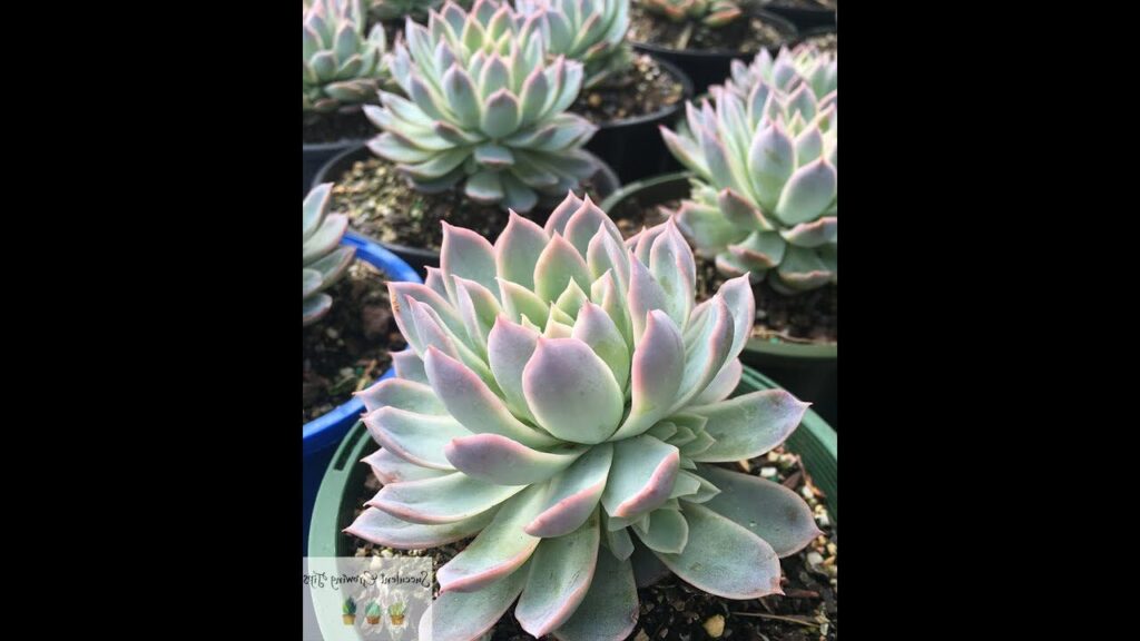 echeveria scarlet guia completa