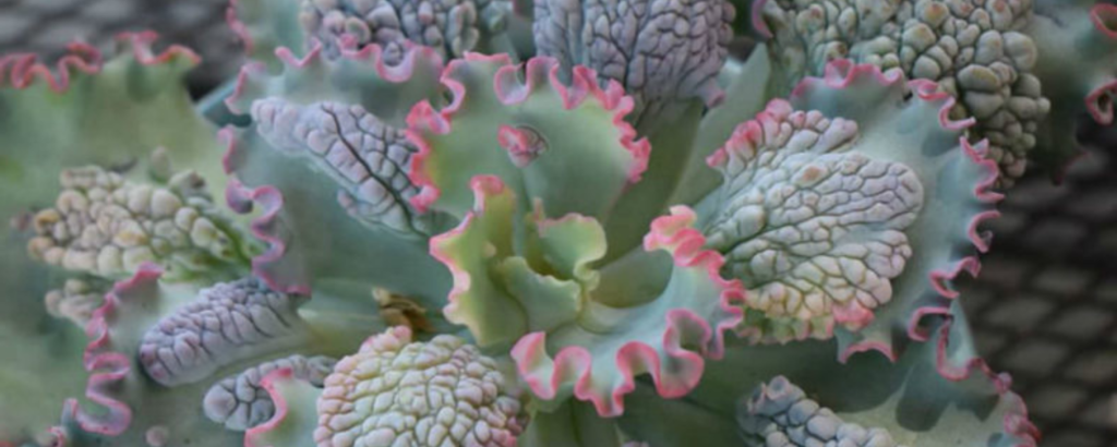 echeveria sea dragon guia completa