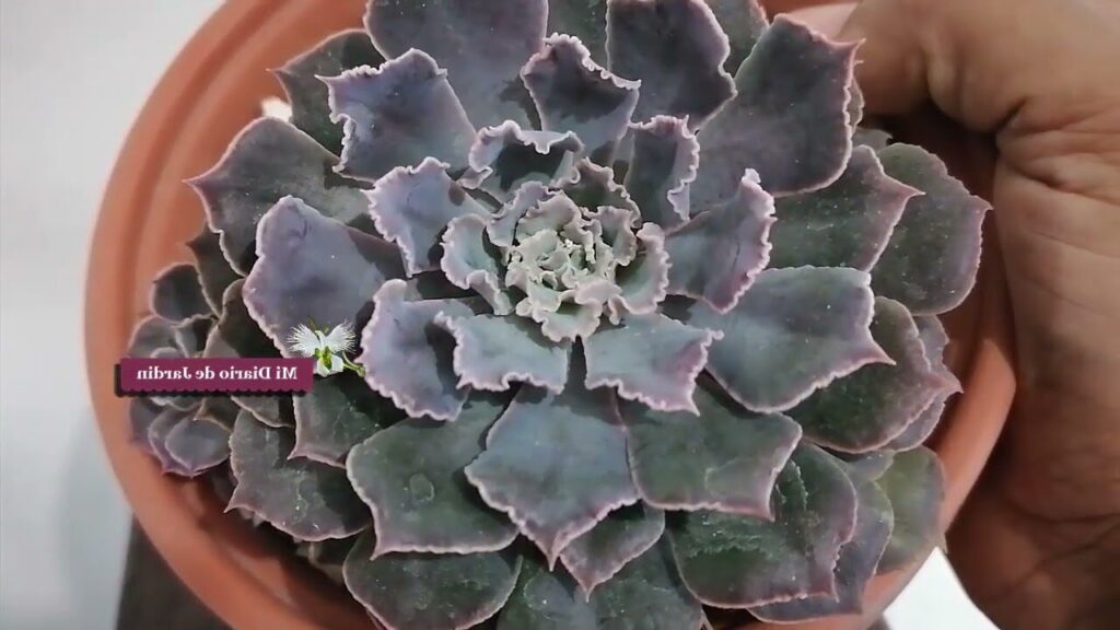 echeveria shaviana guia completa