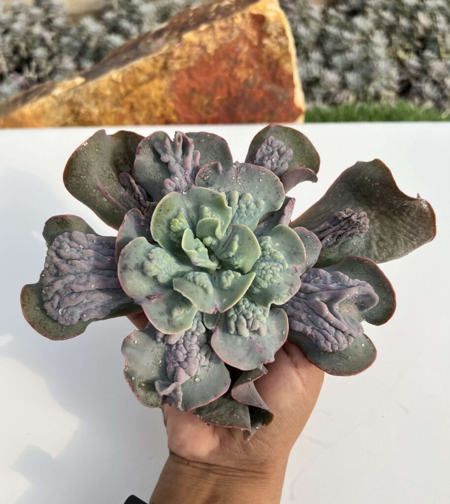 echeveria shira ito guia completa