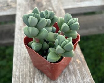 echeveria shira ito no ohi guia completa