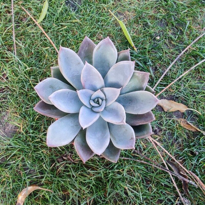 echeveria silver queen cuidados y propagacion