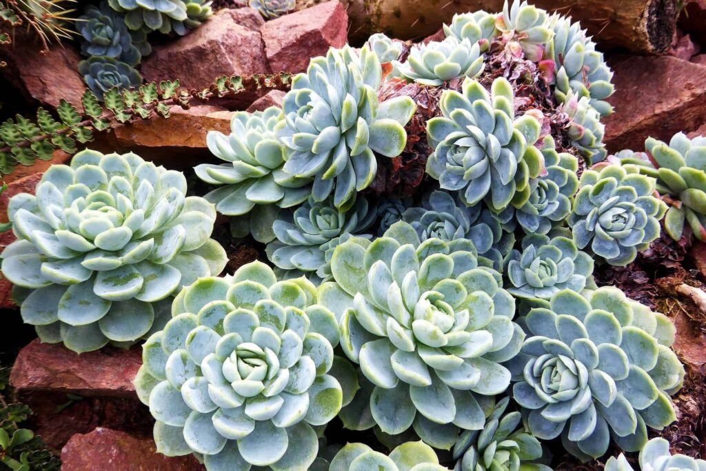 echeveria snowy guia completa