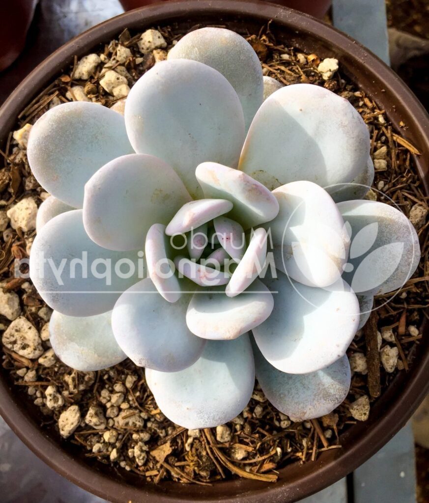 echeveria sparagia guia completa