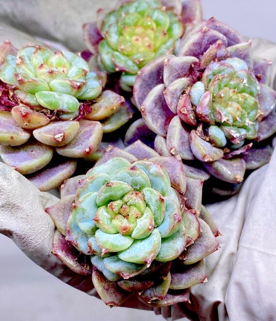 echeveria spicy guia completa