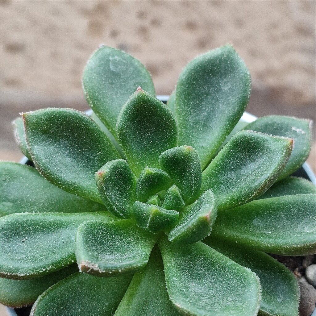 echeveria spitfire guia completa