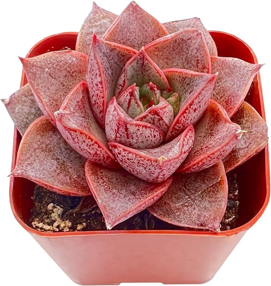 echeveria spring guia completa