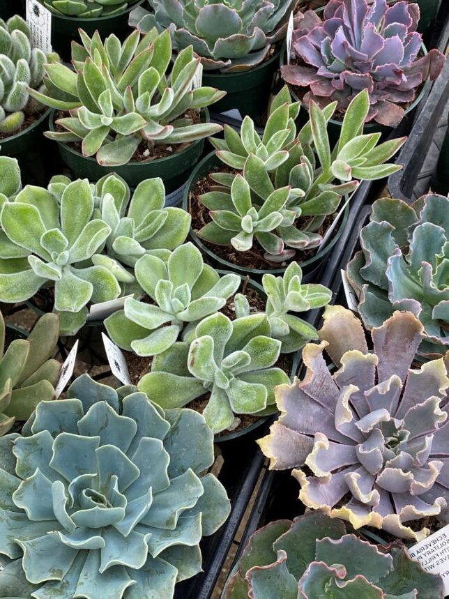 echeveria starry night guia completa