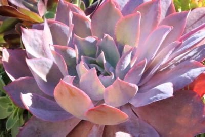 echeveria valentine guia completa