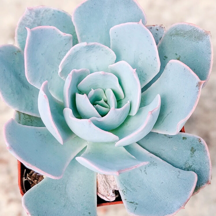 echeveria variegada azul