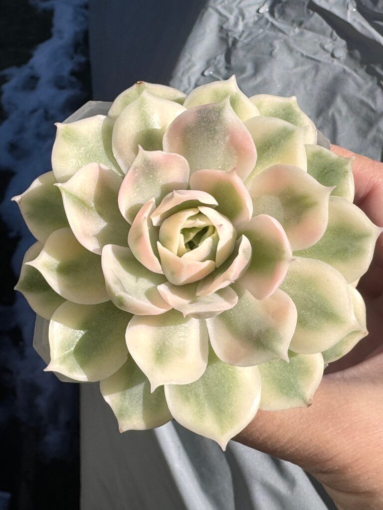 echeveria variegata guia completa