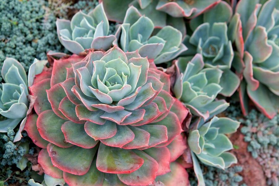 echeveria venus guia completa