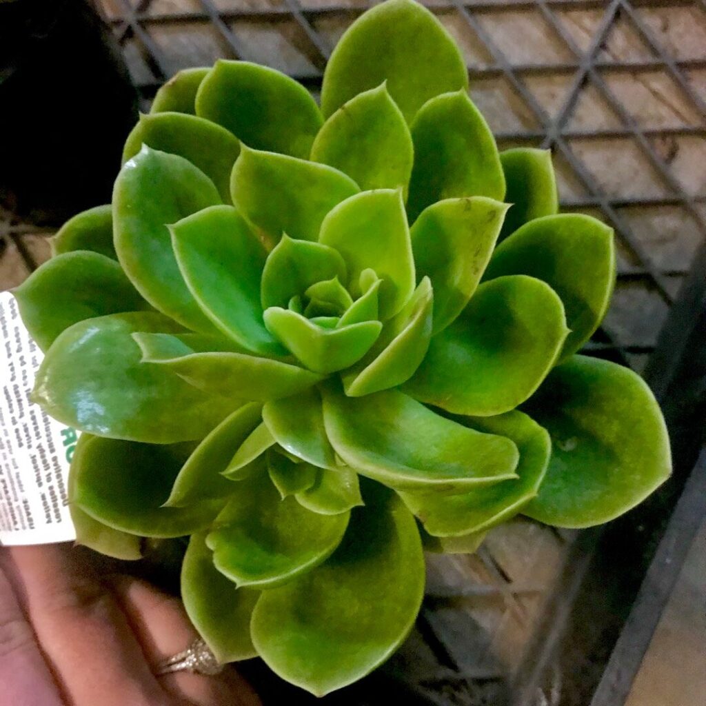 echeveria west point guia completa