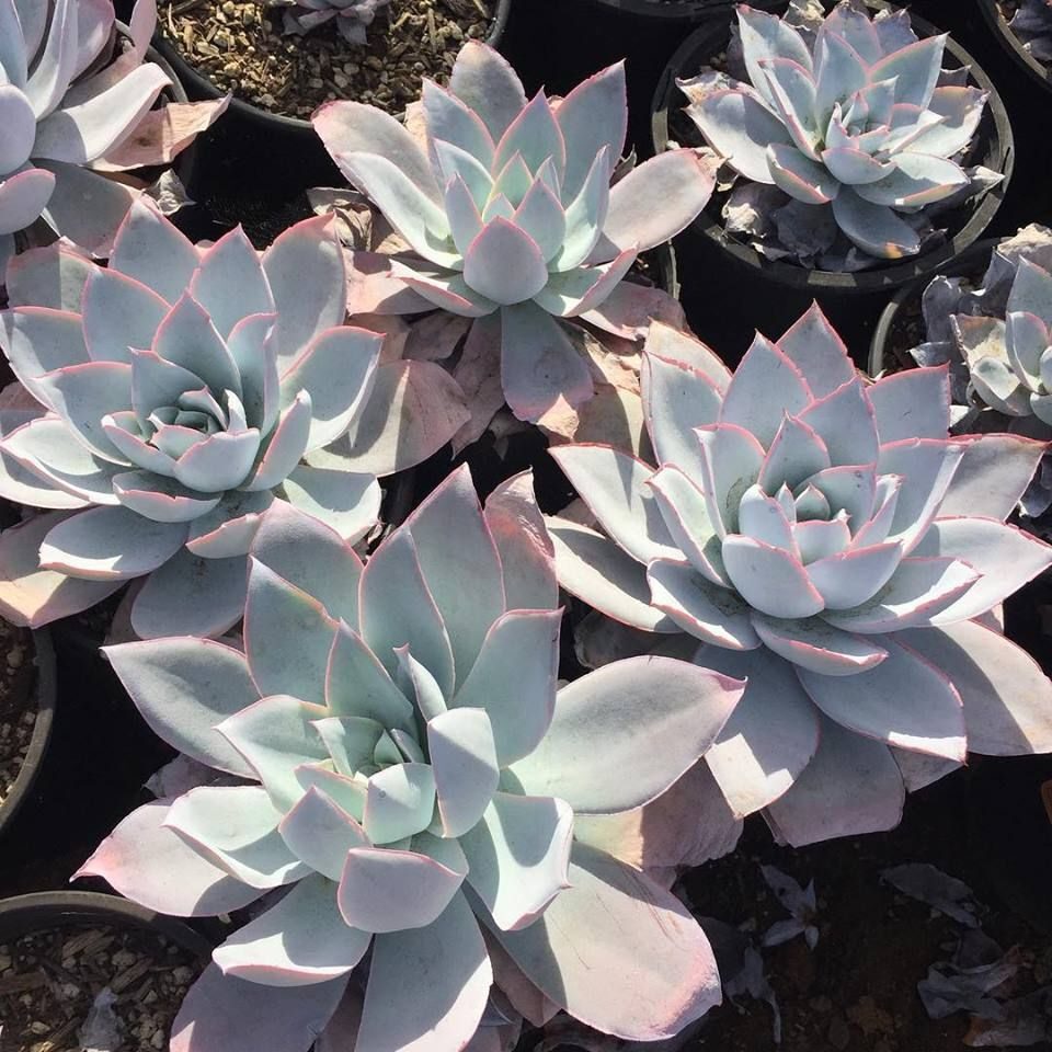 echeveria white cloud guia completa