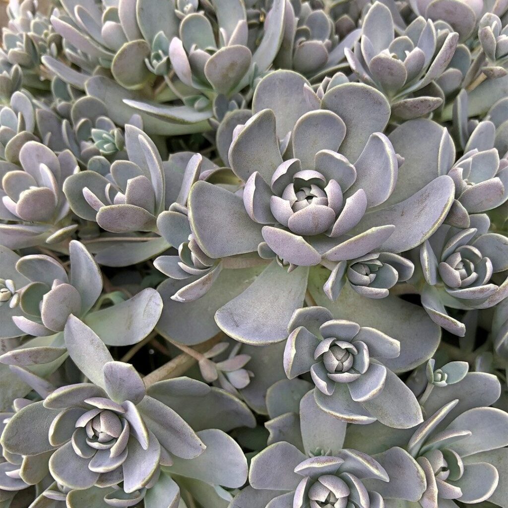 echeveria white shadow guia completa