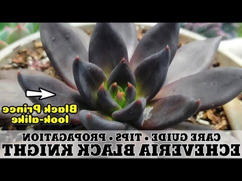 echeveria winnie guia completa