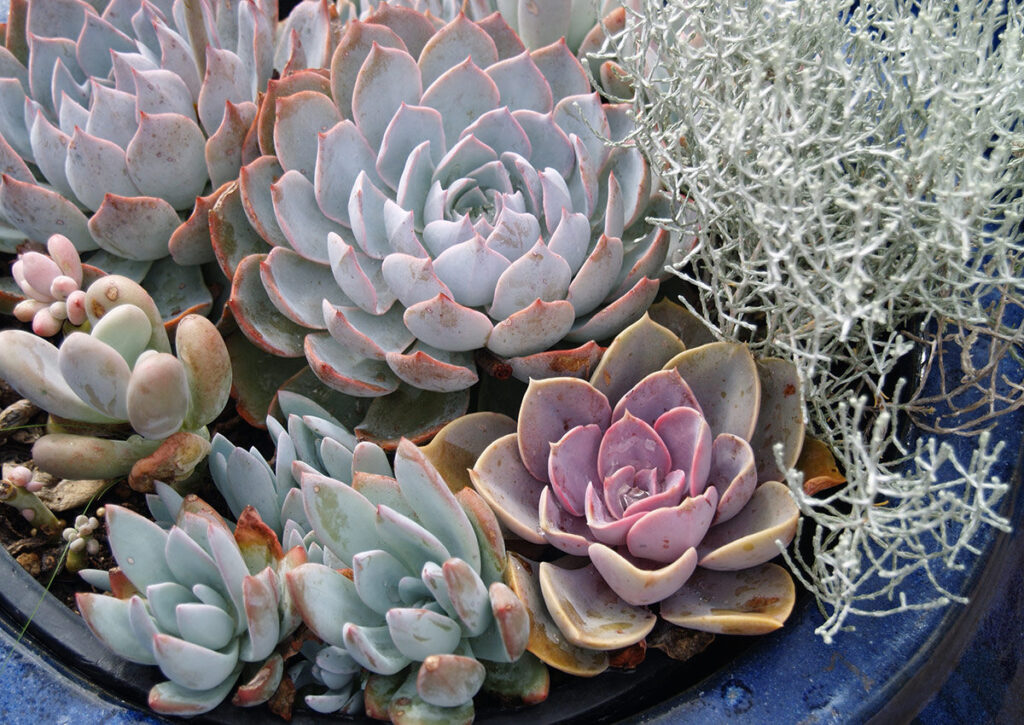 echeveria winter queen guia completa