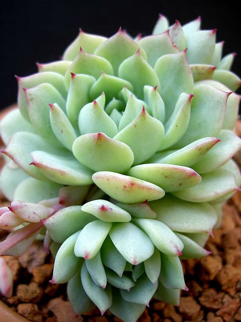 echeveria yucatan guia completa