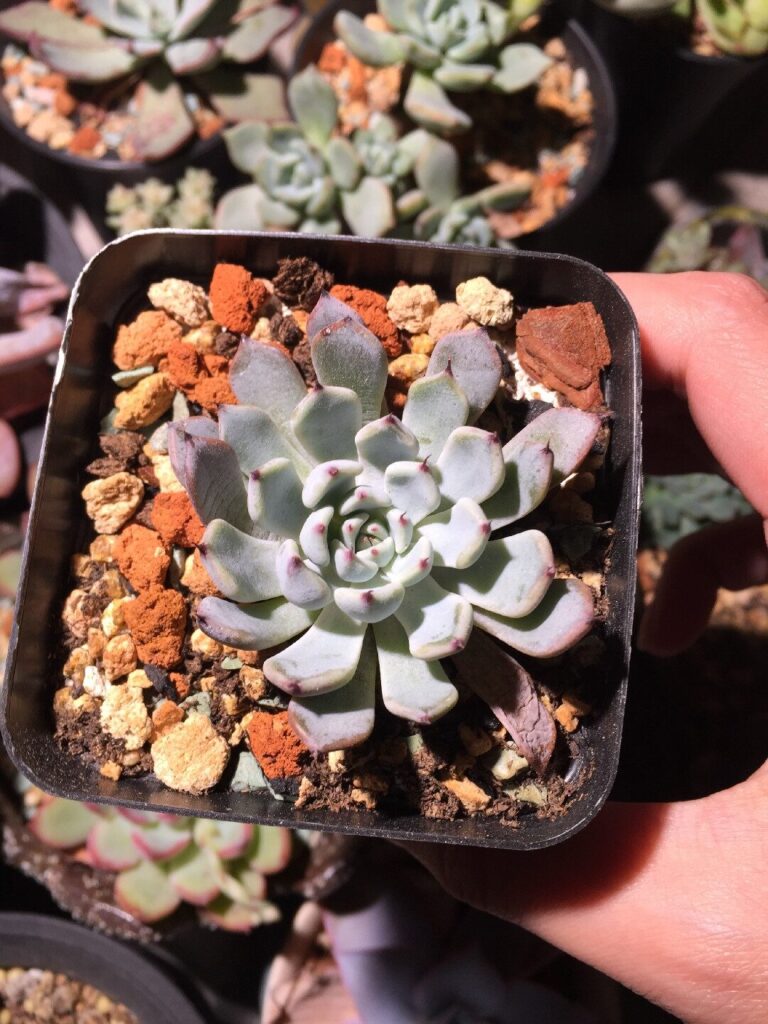 echeveria zaragosa guia completa