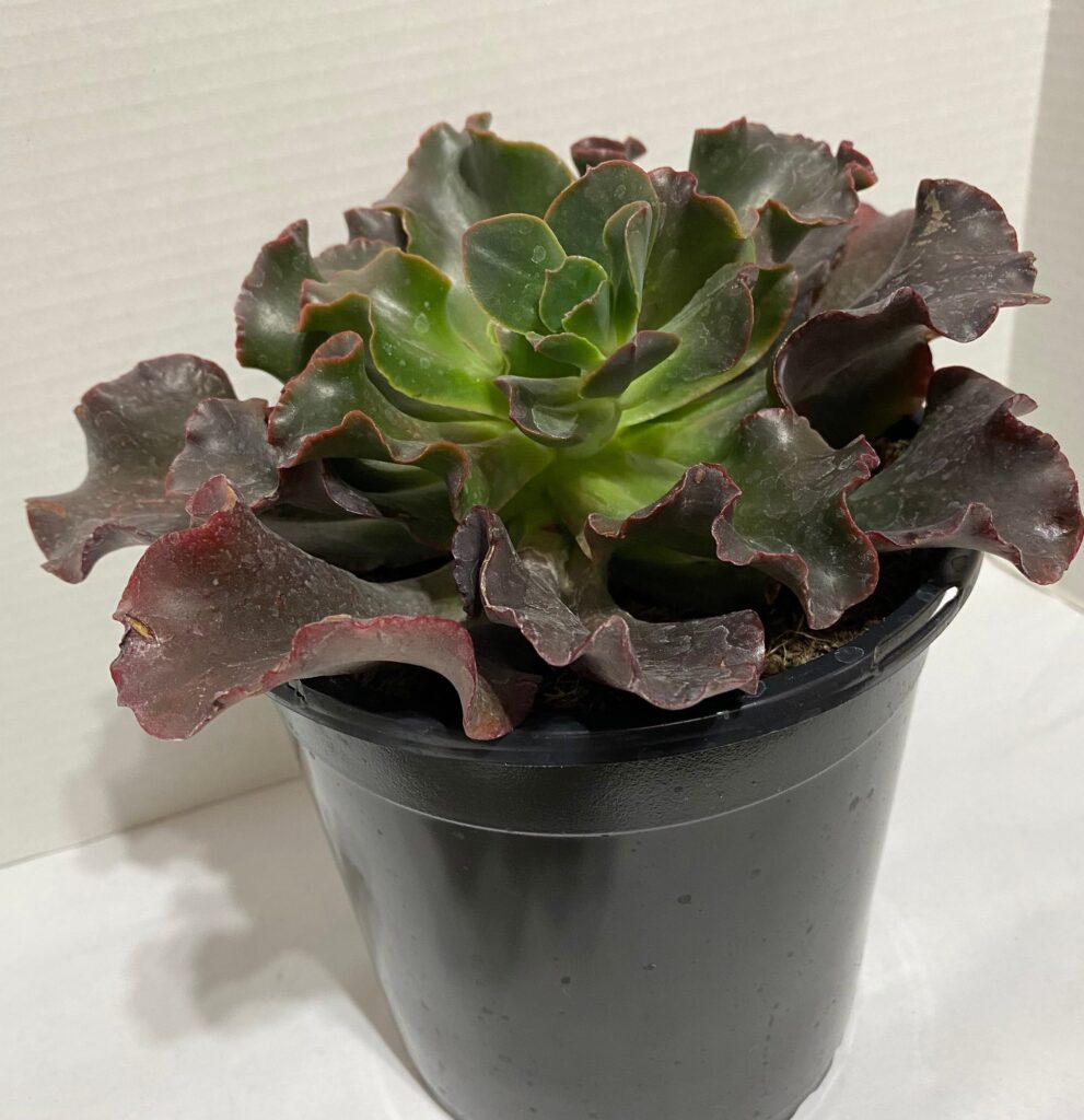 echeveria zorro guia completa