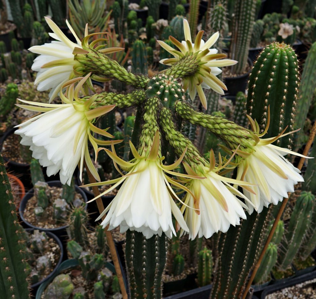 euforbia agglomerata var longipetala guia completa