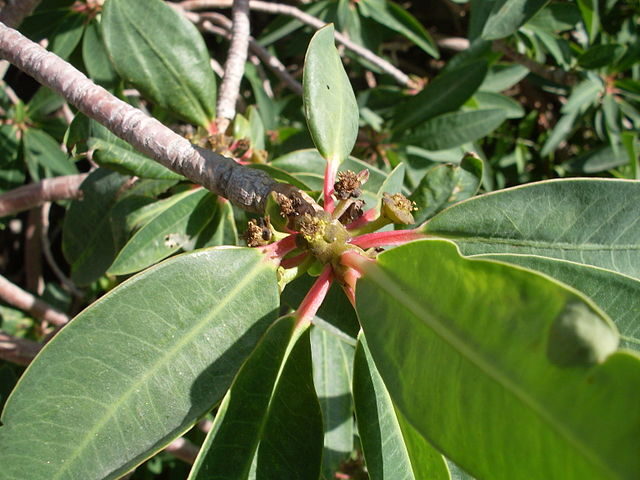 euphorbia absinthoides ssp arenicola guia completa