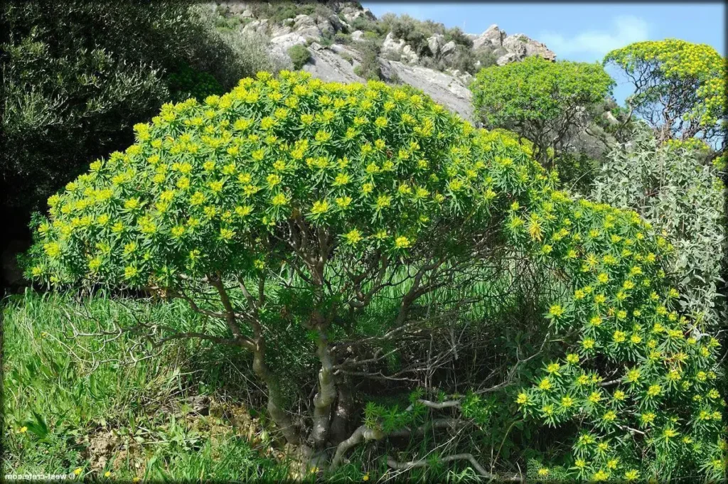 euphorbia acharioides guia completa