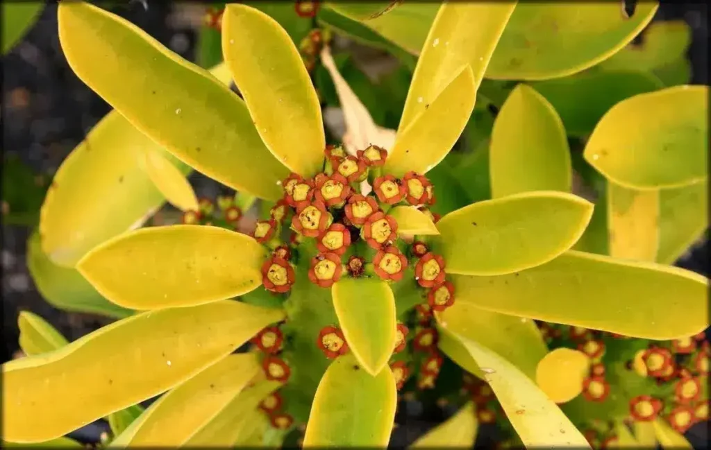 euphorbia acmurae guia completa