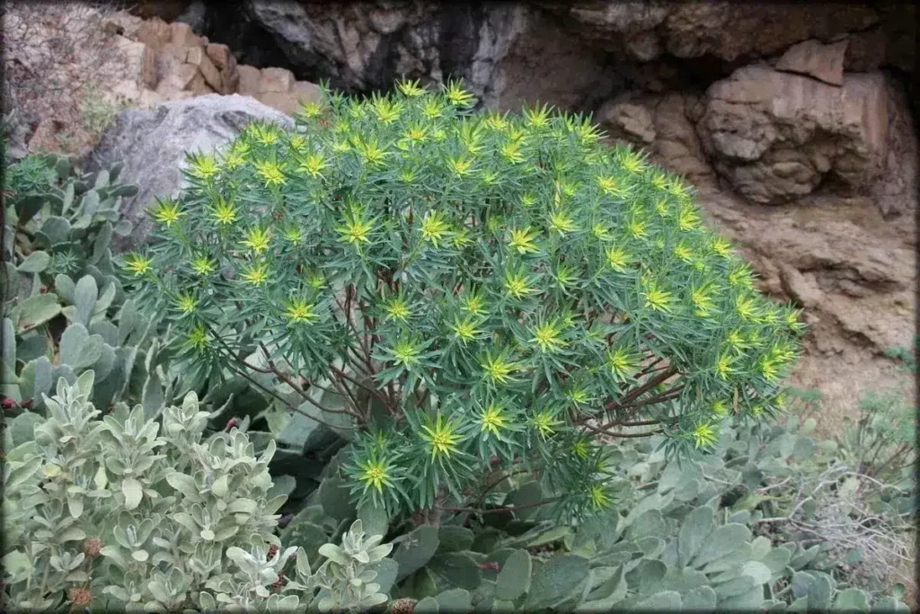 euphorbia acmurae guia de cuidados