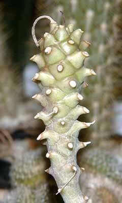 euphorbia adhaerens otaviensis guia completa