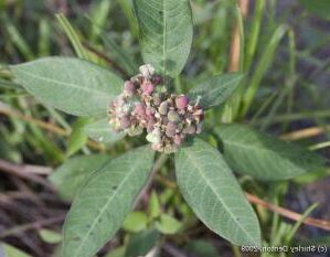 euphorbia adhaerens subsp pedicellifera guia completa